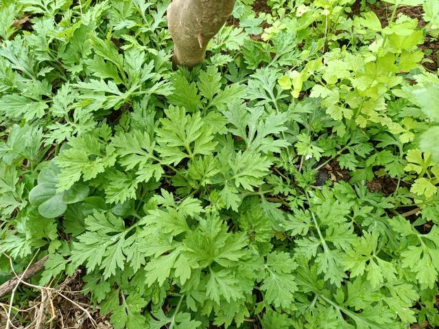 野莧菜的功效與作用,野莧菜的功效與作用草藥圖片(很多人挖回家種起來