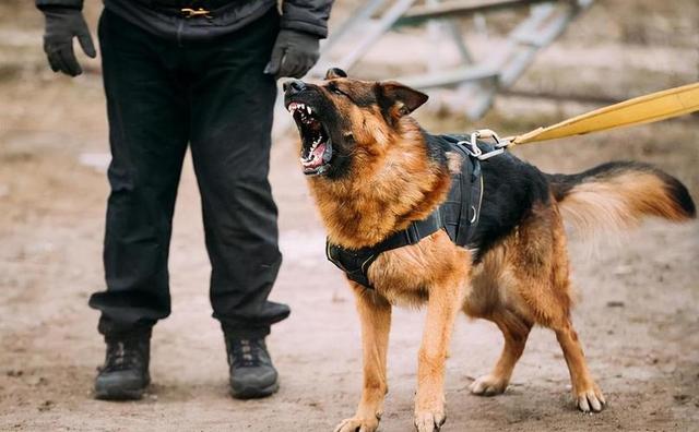 最好养的狗狗排名，好养的宠物犬排名前十名（最“值得养”的6种狗）