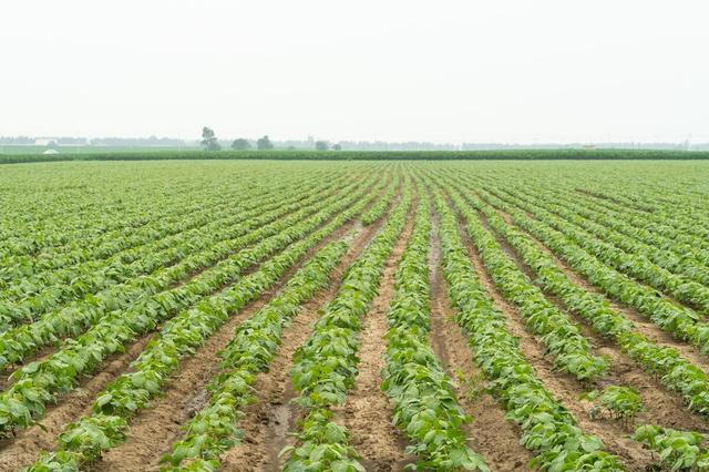 六月初一是什么日子，为何民间有“六月初一