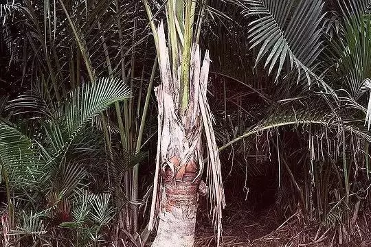 像椰子树的树叫什么，像椰子树的树叫什么室内（一棵却能产数百斤大米）