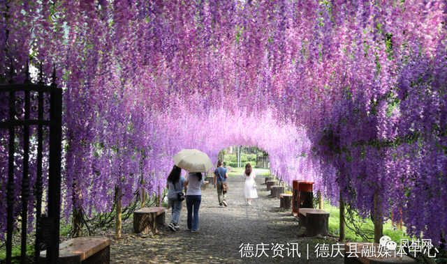 盘龙峡薰衣草花期，观薰衣草花海感受（这里连片薰衣草浪漫绽放）