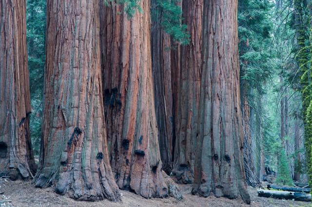 世界上最高的地方，比珠穆朗玛峰还高的山（‖美国加州红杉树‖巨树国家公园）