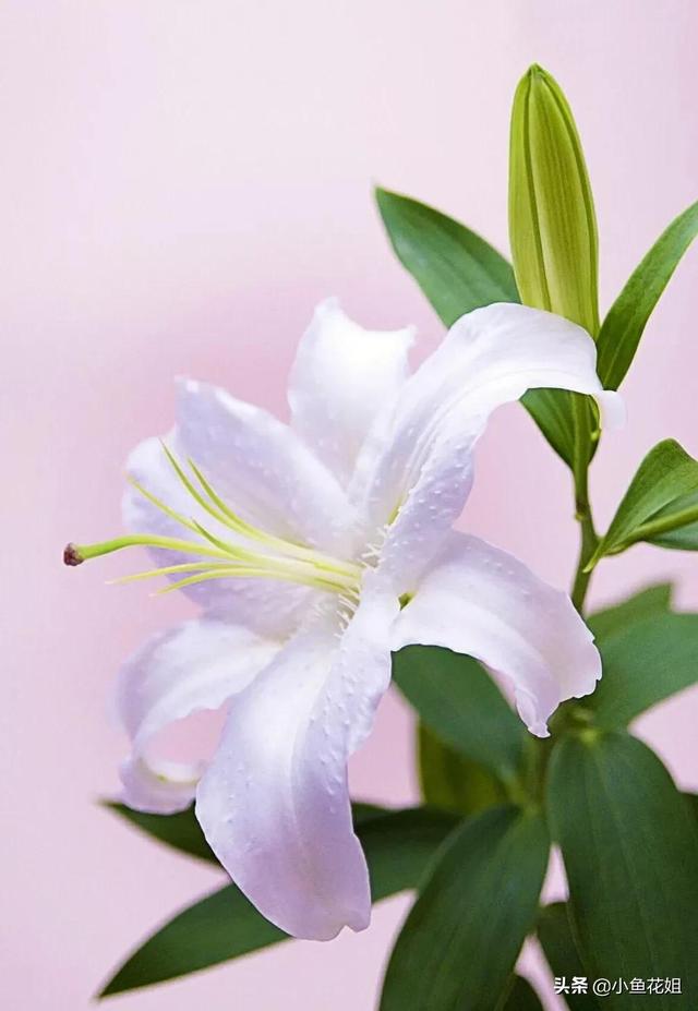 母亲节送什么花，母亲节送什么花最适合（能送给母亲的花不只是康乃馨）