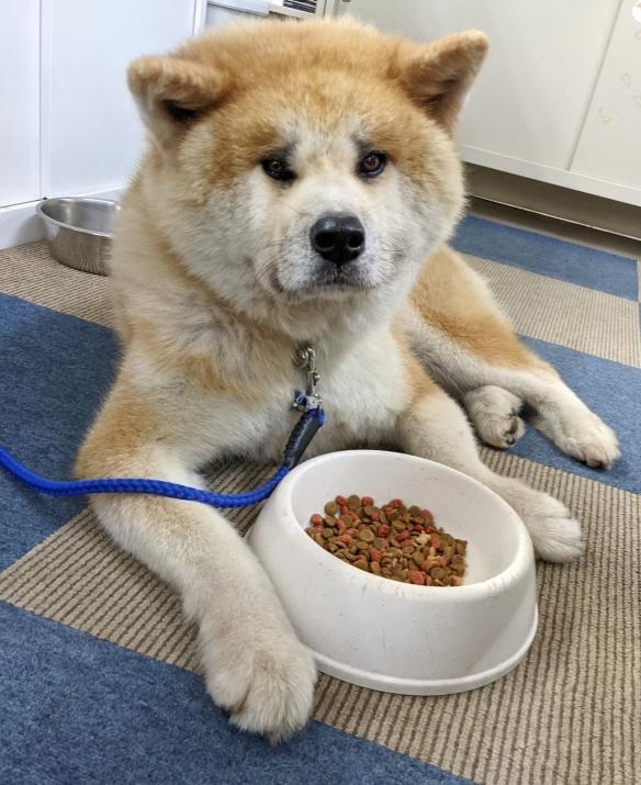 秋田狗多少钱一只(秋田犬虽然很帅气) - 价格百科