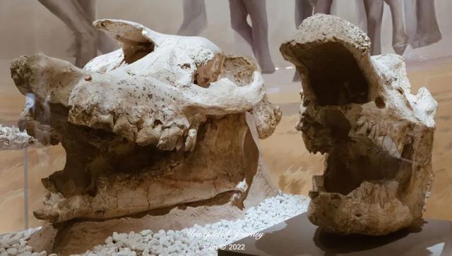 什么是具足虫，具足虫平安名堇（窥探奇异生物的世界）