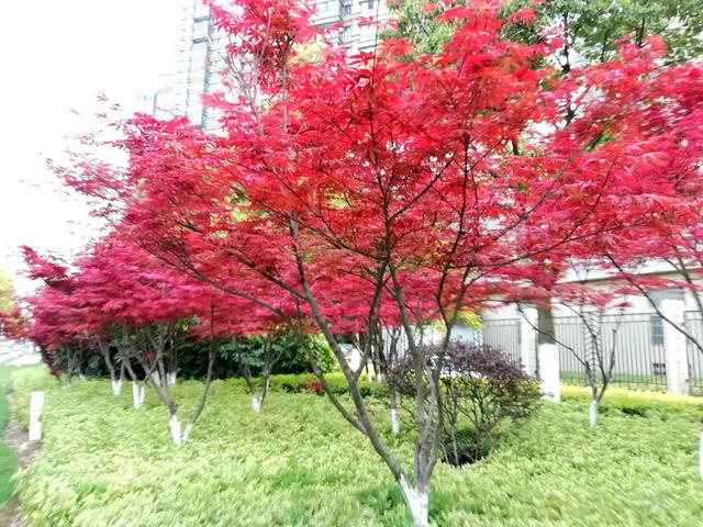 日本红枫和中国红枫的区别，日本红枫和中国红枫的区别图片（日本红枫与美国红枫和中国红枫的区别）
