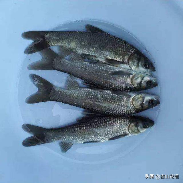 青魚的養殖技術,青魚實用養殖技術技巧分析(青魚健康養殖技術)