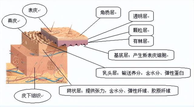 水乳霜精华的作用与功效，水乳霜液的正确使用方法（日常护肤为什么要把水、乳霜、精华或原液配合使用）