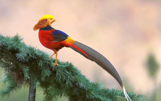 历史上凤凰起源，凤凰\