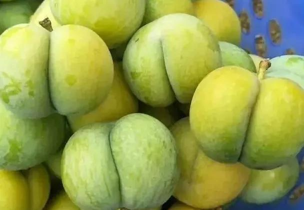 农业种植致富项目，10个农业致富项目（在农村种植什么赚钱快又赚钱）