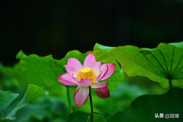 生于卒于怎么读，一个口一个卒怎么读（《史记》原文 译文<七十七>）