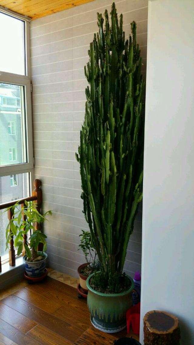 纯氧气能吸吗，纯氧气可以呼吸吗（建议养些“健康花”）