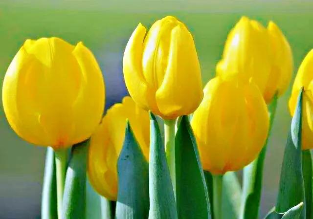 白色郁金香花语，郁金香的花语和传说（世界花后郁金香）