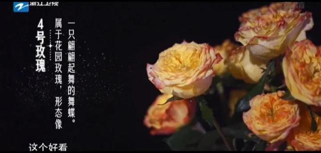 19支玫瑰是什么意思，19支玫瑰代表什么（19朵玫瑰花表示什么）