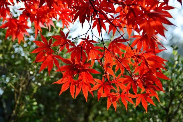 描写秋天凉快的成语，有秋的成语（这30个关于秋的成语）