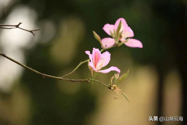 新生儿出生的唯美句子，虎年生了男孩怎么报喜（写给女儿的散文：世间的美好）