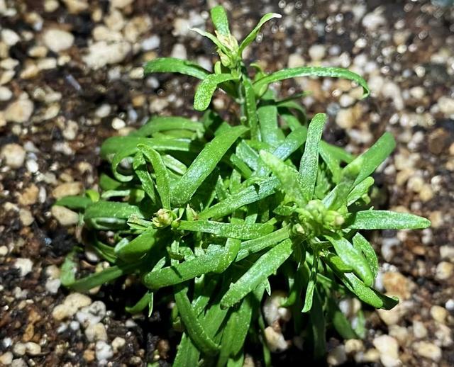 满天星的养殖方法和注意事项，花朵繁多、开成花球、简单美好