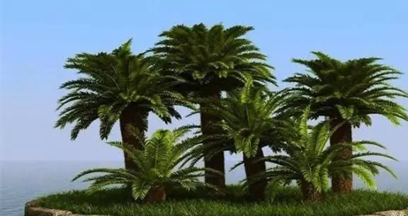 像椰子树的树叫什么，像椰子树的树叫什么室内（一棵却能产数百斤大米）