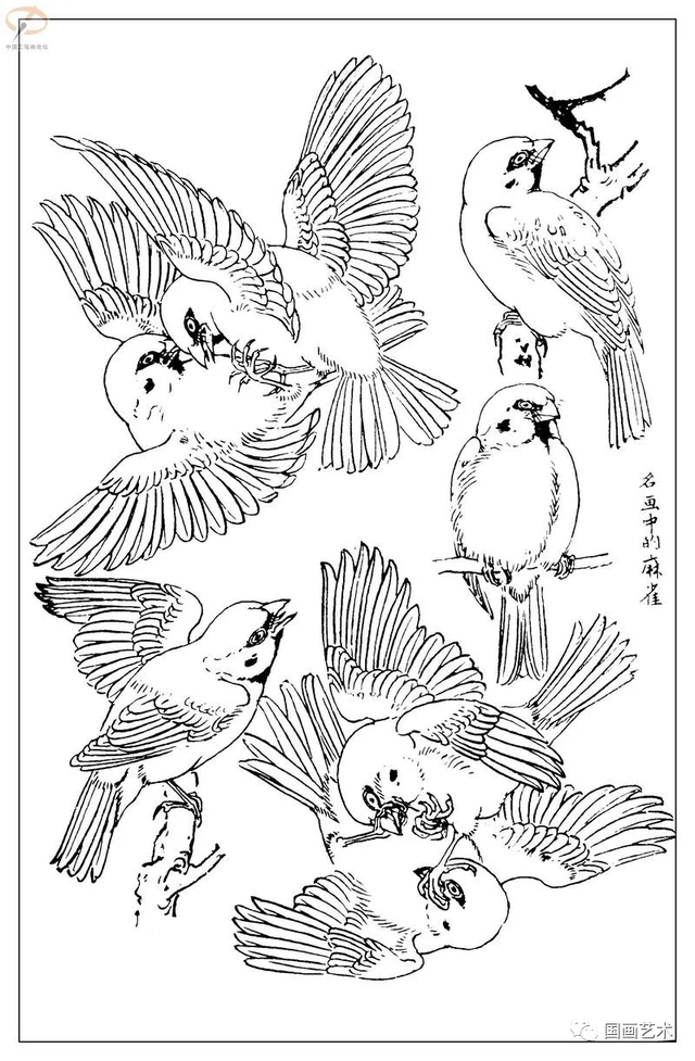 火的简笔画图片，火焰怎么画简笔画图片（画鸟参考——白描麻雀百图）