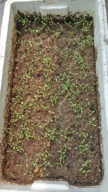 冬天吃什么菜好，冬天吃什么菜最好（下雪天冻不死）