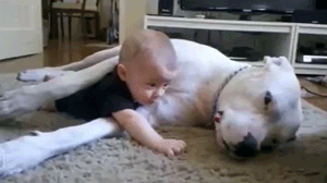 适合小孩养的狗，最好养又很温顺可以带孩子的狗狗（可以养这4种狗狗）