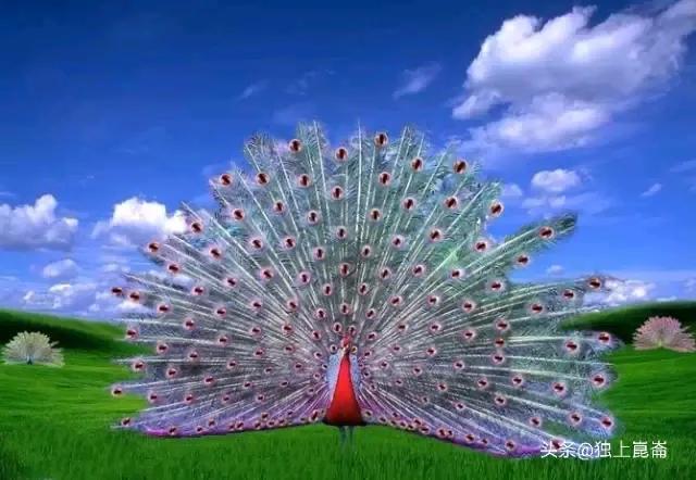 孔雀代表什么象征意义,孔雀的象征意义是什么(前程似锦,幸福满满)