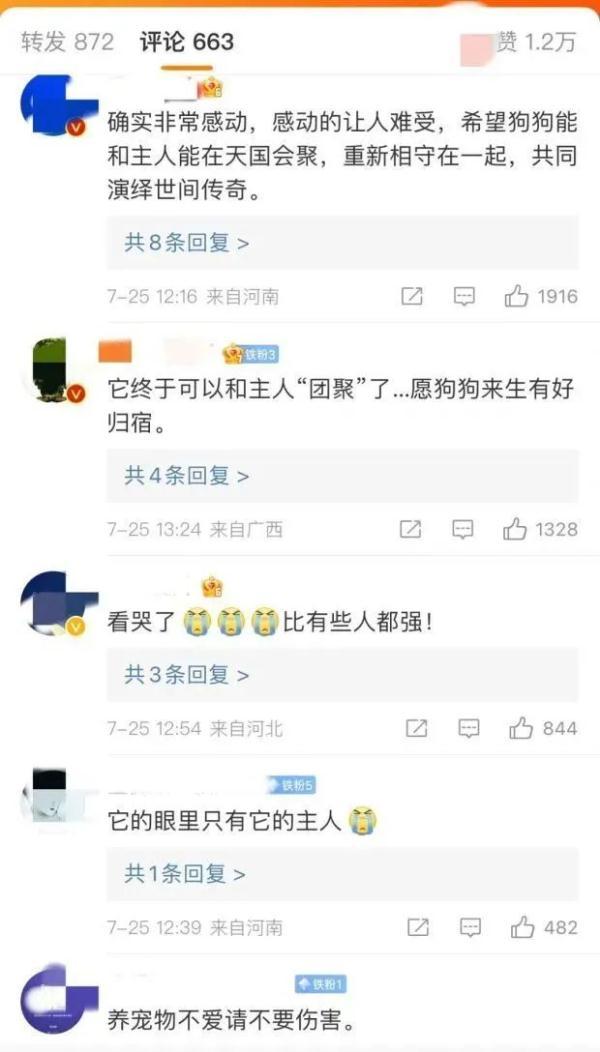 忠犬八公是什么狗，智商高又不掉毛的狗（忠犬在家门口守了2年）