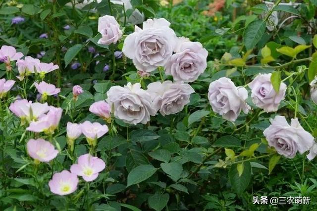 月季花的生长过程，月季从播种到发芽、长叶、开花的全过程（附带图片大全和种植方法）