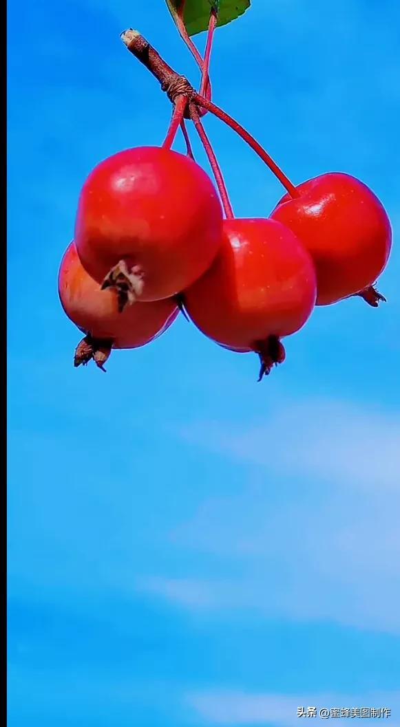 四个季节各有什么水果和蔬菜，四个季节各有什么水果和蔬菜和水果（60张水果蔬菜壁纸美图）