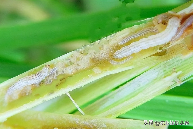 鳞翅目的昆虫有哪些分类，鳞翅目常见昆虫有哪些（第二章、农业植物害虫害螨）