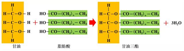 麦芽糖是还原糖吗,麦芽糖是什么做的(高中生物新版必修一全册知识点清单) 麦芽糖是还原糖吗,麦芽糖是什么做的(高中生物新版必修一全册知识点清单)