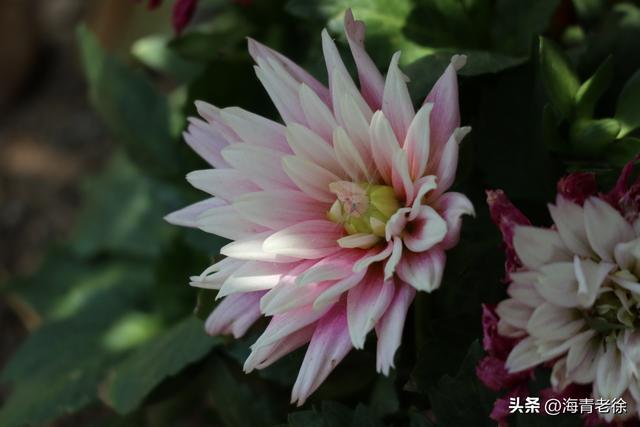 花中隐士是什么花，花中隐士是指什么花（凌霜绽妍——菊花）