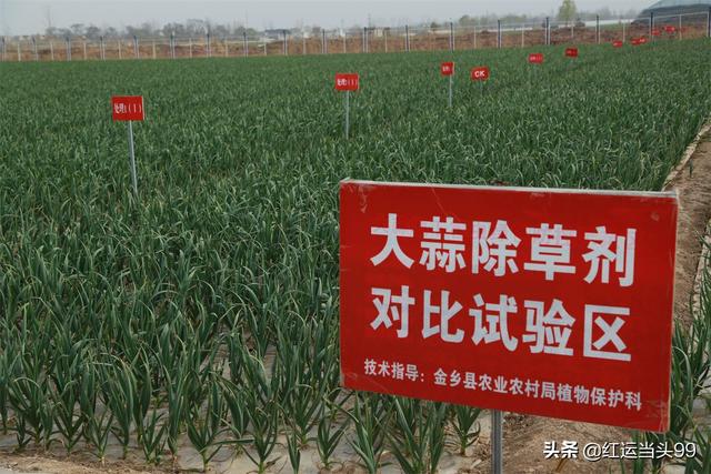 为什么不能随便带红绳，三种属相不能戴金（金乡大蒜扎上红绳为哪般）