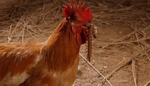 蜈蚣属于昆虫吗，蝎子和蜈蚣是属于昆虫吗（身为五毒之一的蜈蚣竟毒不死公鸡）