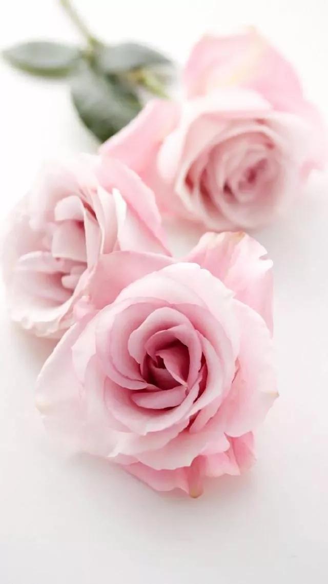 本文关键词:个性玫瑰花壁纸高清,唯美玫瑰花壁纸高清,唯美玫瑰花壁纸