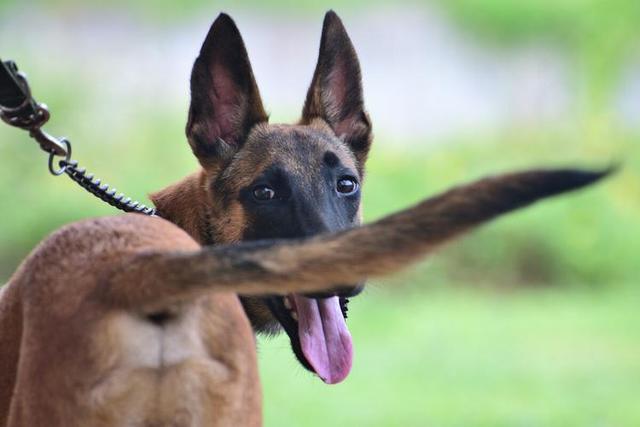 最好养的狗狗排名，好养的宠物犬排名前十名（最“值得养”的6种狗）