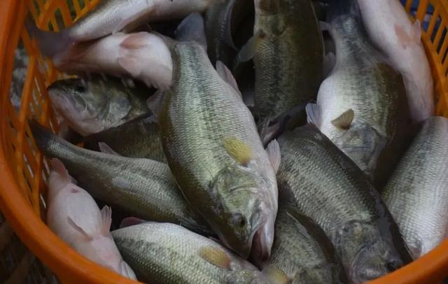 在家里养什么赚钱，家里养啥挣钱（4种名特优淡水养殖品种）