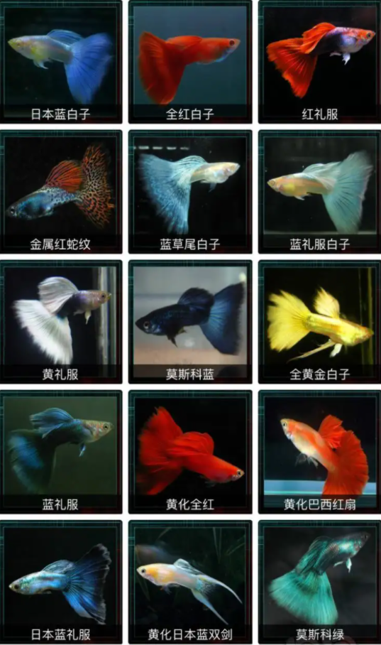 养孔雀鱼三大禁忌揭秘：避开这些坑，别人家鱼越养越多你却总失败