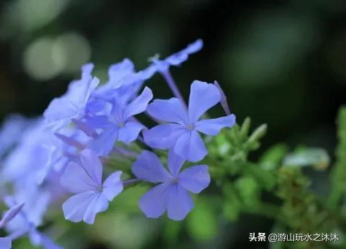 蓝雪花花语及象征意义，蓝雪花花语及传说（一种颜色清新素雅的淡蓝色花朵）