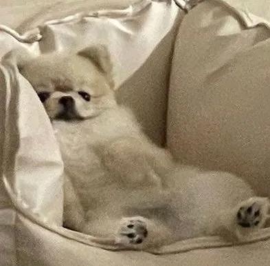 狗头像可爱微信头像，可爱狗狗头像（可爱狗子头像）