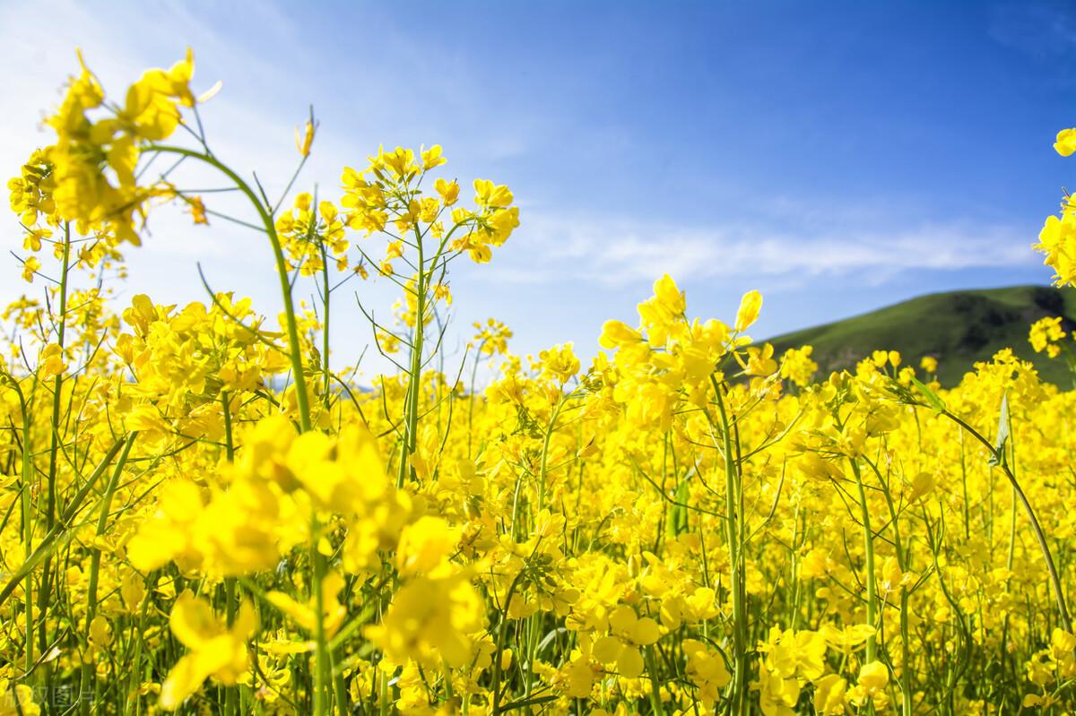 鸡毛菜图片油菜图片