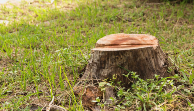 朱的拼音和组词，朱的拼音和组词怎么写（说文解字：朱）