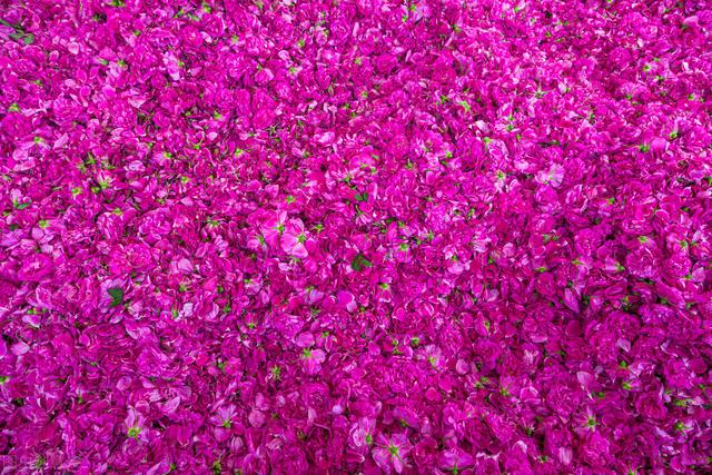 玫瑰花语有，玫瑰的花语（玫瑰花语大全）