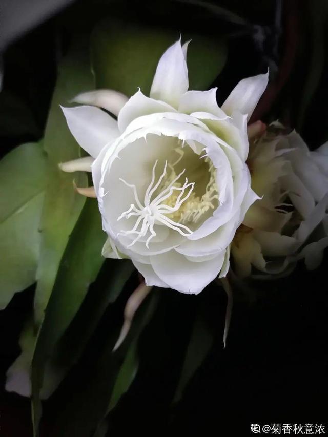 彼岸花为什么不能养，彼岸花为什么不能养视频（养在家里“有麻烦”）
