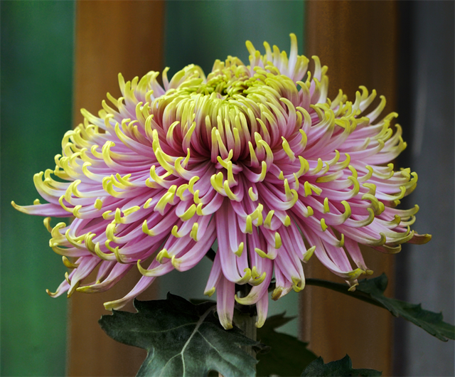 菊花的寓意和象征，不同颜色菊花的象征意义（象征高尚纯洁的菊花）