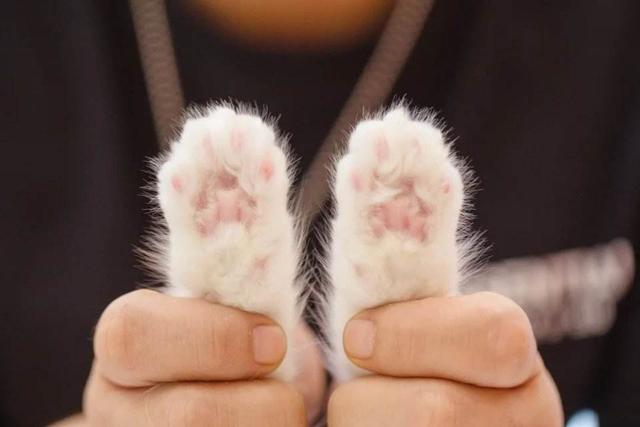 如何从猫咪的肉垫看出性格，猫咪的肉垫形状