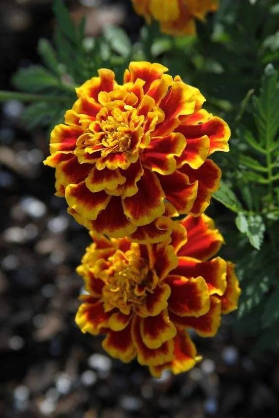 鲜花的花语和花的数目的寓意，鲜花数量的寓意（100种迷人的“数字花”）