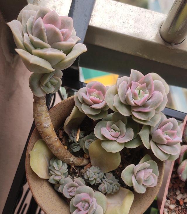 可爱玫瑰的养殖注意事项，可爱玫瑰的养殖方法（河南花友只露养了3天的可爱玫瑰）