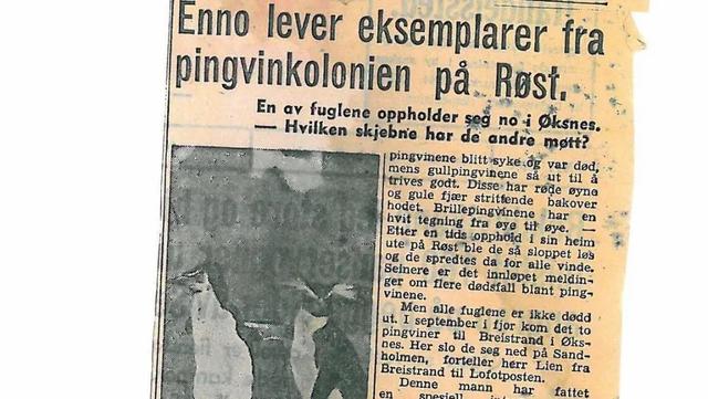 为什么北极没有企鹅，为何北极没有企鹅（其实曾经是有的~）