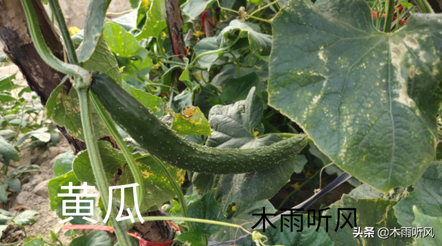 黄瓜搭架详细方法图片，黄瓜架子怎么搭（怎样提高，黄瓜连续坐瓜的能力）